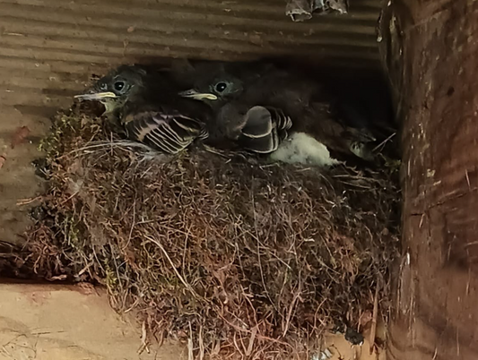 How to Keep Birds from Nesting Under Your Deck (The Right and Humane Way)